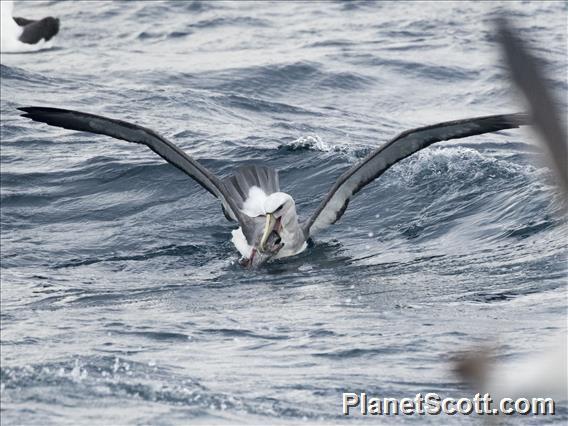 Salvin's Albatross (Thalassarche salvini)