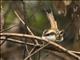 Thorn-tailed Rayadito (Aphrastura spinicauda)