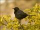 Austral Blackbird (Curaeus curaeus)