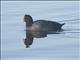 Red-fronted Coot (Fulica rufifrons)