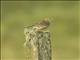 Meadow Pipit (Anthus pratensis)