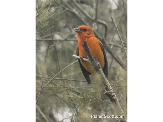 Flame-colored Tanager (Piranga bidentata) - Male