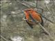 Flame-colored Tanager (Piranga bidentata) - Male
