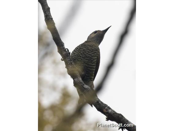 Gray-crowned Woodpecker (Colaptes auricularis)