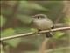 Hammonds Flycatcher (Empidonax hammondi)