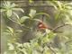 Red Warbler (Cardellina ruber)