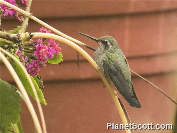 Rivoli's Hummingbird (Eugenes fulgens) - Female