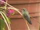 Rivolis Hummingbird (Eugenes fulgens) - Female