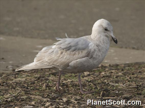 Glaucous-winged Gull (Larus glaucescens) - 2nd Winter