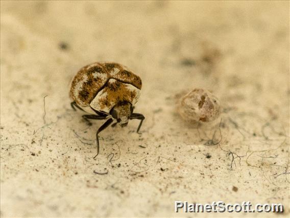 Carpet Beetle (Anthrenus ssp)