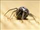 False Widow Spider (Steatoda ssp)