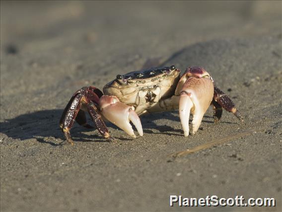 Lined Shore Crab (Pachygrapsus crassipes)