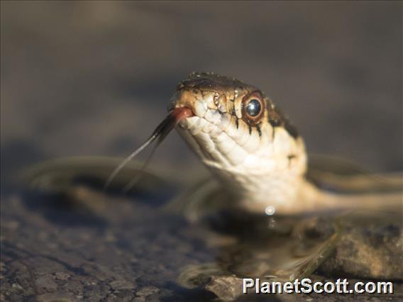 Sierra Garter Snake (Thamnophis couchii)