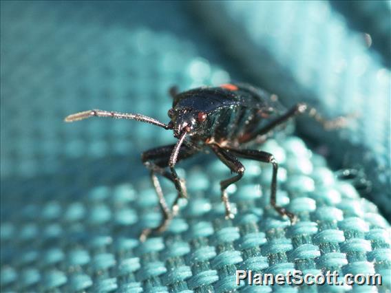 Boxelder Bug (Boisea rubrolineata)
