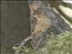 Cassins Finch (Haemorhous cassinii)