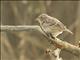 Grasshopper Sparrow (Ammodramus savannarum)