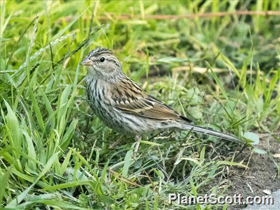 Chipping Sparrow (Spizella passerina) - Juvenile