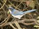 California Scrub-Jay (Aphelocoma californica)