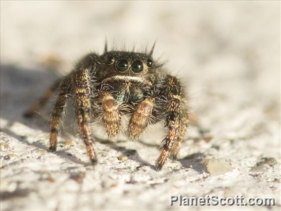 Johnson's Jumping Spider (Phidippus johnsoni)