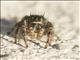 Johnsons Jumping Spider (Phidippus johnsoni)
