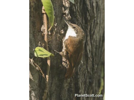 White-throated Treerunner (Pygarrhichas albogularis)