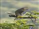 Burrowing Parakeet (Cyanoliseus patagonus)