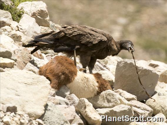 Andean Condor (Vultur gryphus) - Juvenile