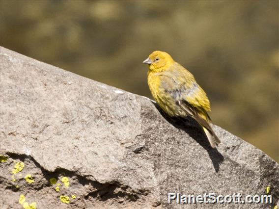 Greater Yellow-Finch (Sicalis auriventris)