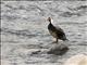 Torrent Duck (Merganetta armata) - Male, breeding plumage