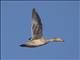 Yellow-billed Pintail (Anas georgica) - In Flight
