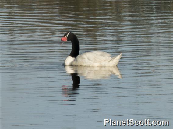 Black-necked Swan (Cygnus melancoryphus)
