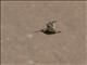 Magellanic Snipe (Gallinago magellanica) - Flying