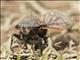 Chilean Cicada (Tettigades limbata)