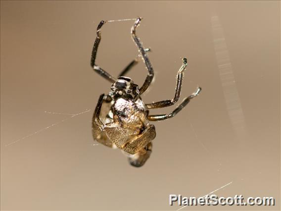 Spider (Spider ssp)