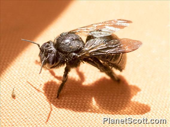 Carpenter Bee (Xylocopa ssp)