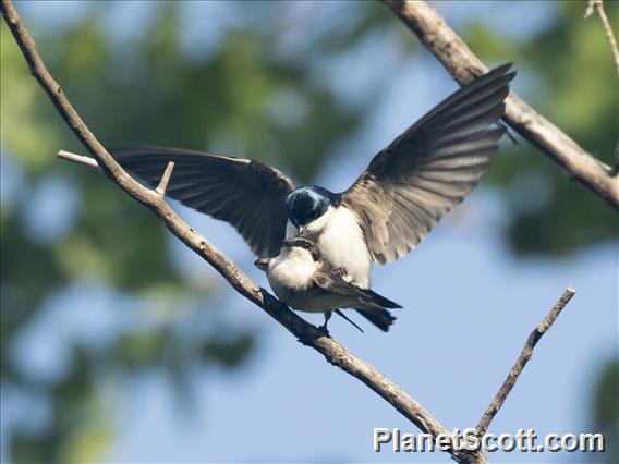 Tree Swallow (Tachycineta bicolor) - In Love