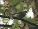 Blackburnian Warbler (Setophaga fusca) - Female