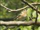 Bay-breasted Warbler (Setophaga castanea)