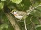 Chestnut-sided Warbler (Setophaga pensylvanica)