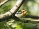 Blackburnian Warbler (Setophaga fusca)