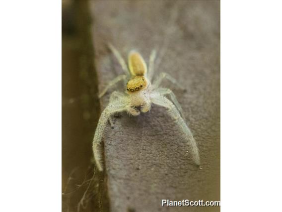 White-jawed Jumping Spider (Hentzia mitrata)