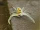 White-jawed Jumping Spider (Hentzia mitrata)