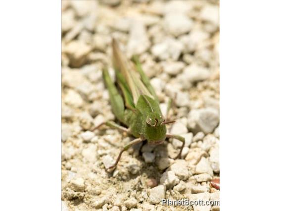 Green-striped Grasshopper (Chortophaga viridifasciata)