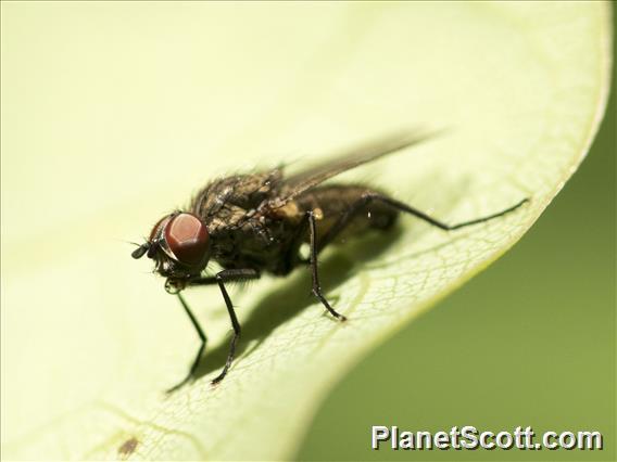 Blow Fly (blowfly ssp)