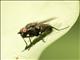 Blow Fly (blowfly ssp)