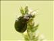 Amara Beetle (Amara sp)