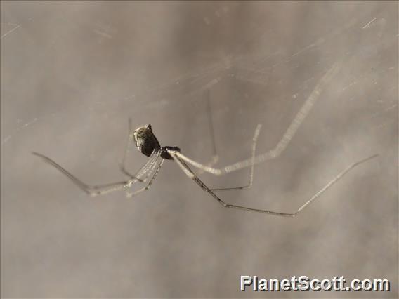 Marbled Cellar Spider (Holocnemus pluchei)