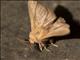 Unidentified Moth (Hemaris sp)