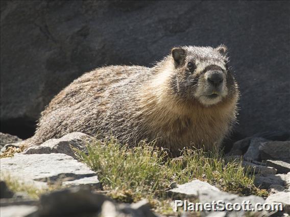 Yellow-bellied Marmot (Marmota flaviventris)