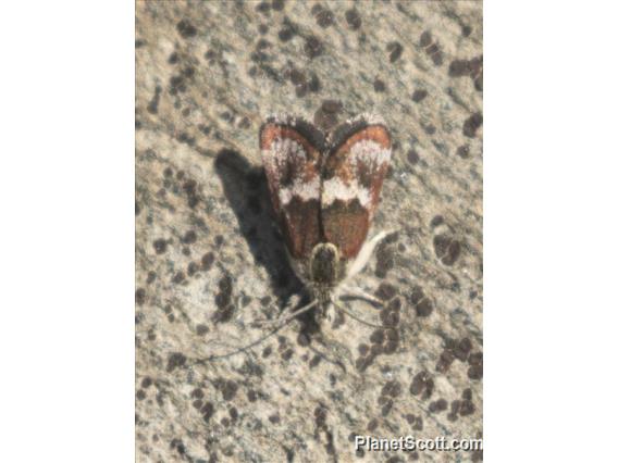 Crambid Snout Moth (Gyros ssp)